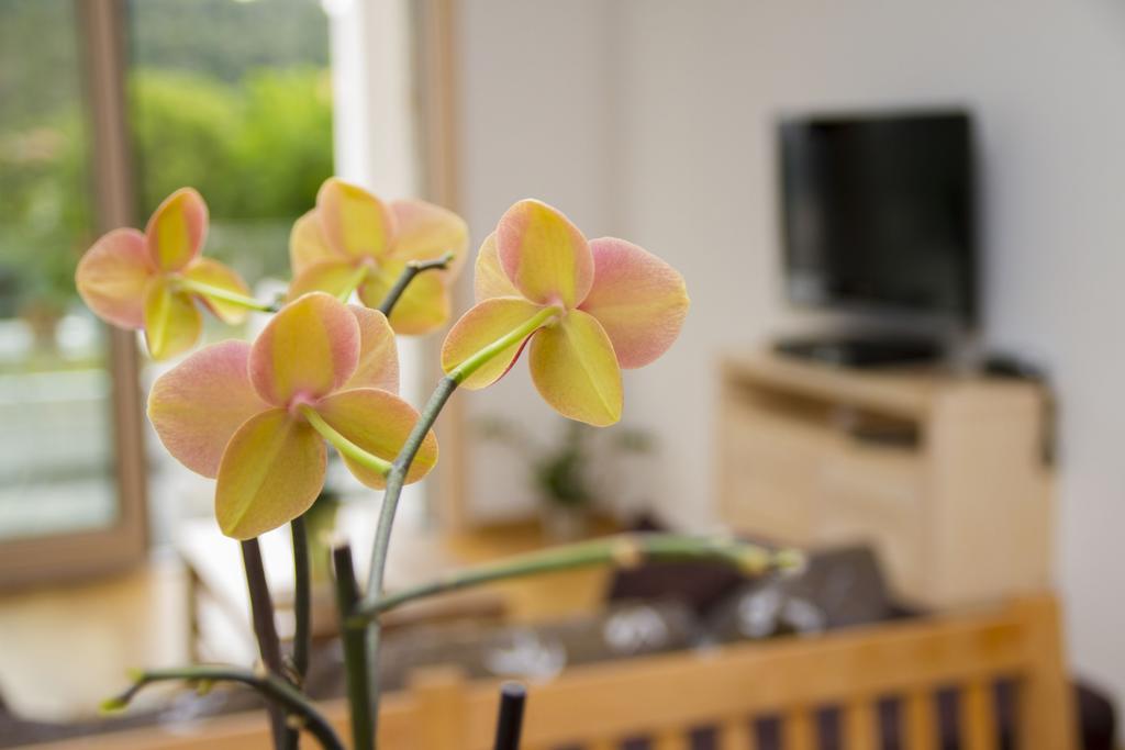 Apartments Brezanin Sutomore Extérieur photo